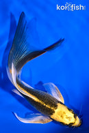 5.5" KI MATSUBA BUTTERFLY