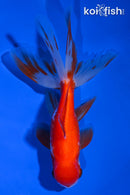 5.25" ORANDA GOLDFISH