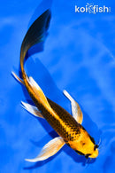 6" ORENJI MATSUBA BUTTERFLY