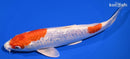8.5" GINRIN HARIWAKE