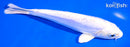 7" DOITSU PLATINUM OGON