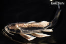 9.75" KIKOKURYU BUTTERFLY
