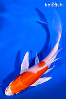 5.5" HARIWAKE BUTTERFLY