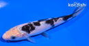 5.5" SHIRO UTSURI