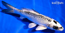 5.5" GINRIN GIN MATSUBA