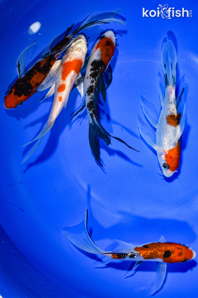 PACK OF (5) 5-6" BUTTERFLY KOI