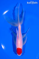 6.25" TANCHO SARASA WATONAI GOLDFISH