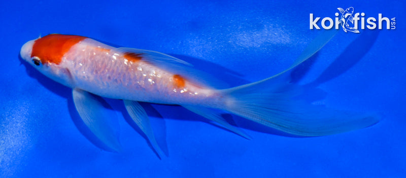 4.5" GINRIN KOHAKU BUTTERFLY