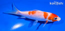 5" KOHAKU