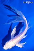 5.5" GINRIN PLATINUM OGON BUTTERFLY