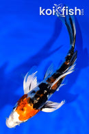 6.25" ARAGOKE HEISEI NISHIKI BUTTERFLY