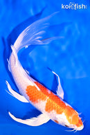 8.25" HARIWAKE BUTTERFLY