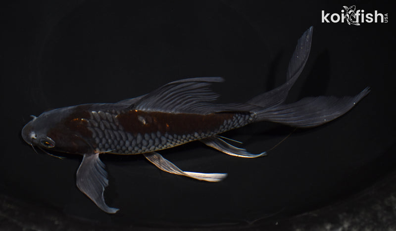 8.25" ARAGOKE OCHIBA SHIGURE BUTTERFLY