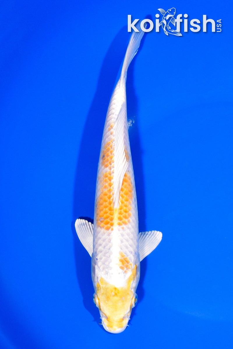 8" LEMON HARIWAKE