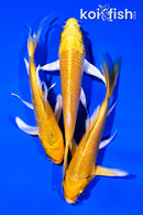 PACK OF (3) 3.5-4.25" YAMABUKI OGON BUTTERFLY KOI