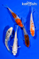 PACK OF (5) 3.5"- 3.75" STANDARD KOI
