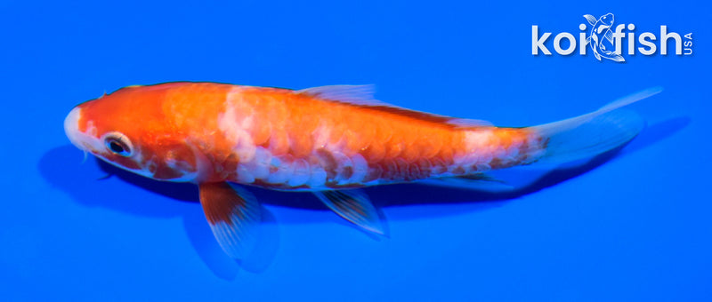 5" ARAGOKE KOHAKU