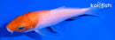 4.5" KOHAKU