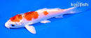 4.5" HARIWAKE