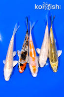 PACK OF (5) 4.25-4.5" MIXED STANDARD KOI