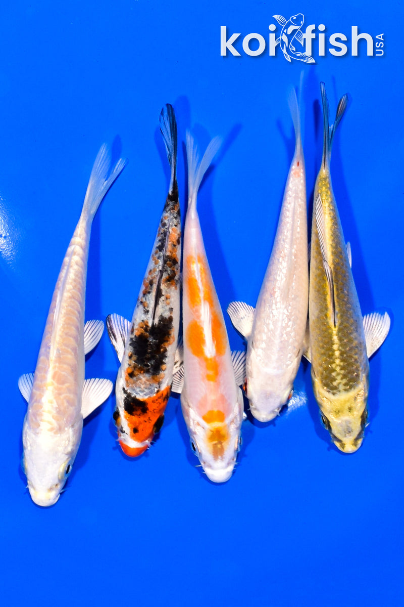PACK OF (5) 4.25-4.5" MIXED STANDARD KOI