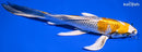 8.25" KUJAKU BUTTERFLY