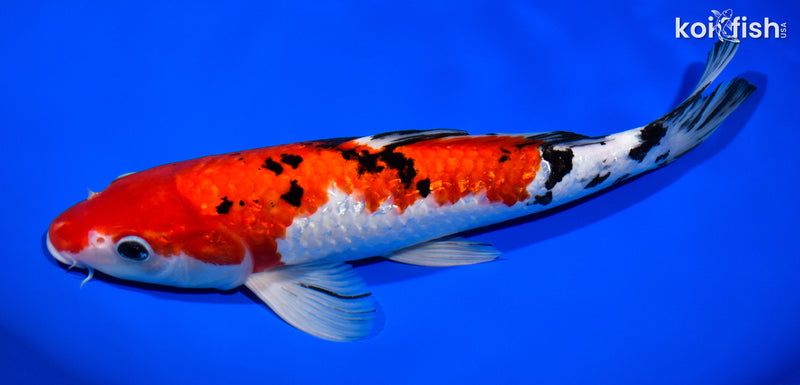 12.5" GINRIN SANKE