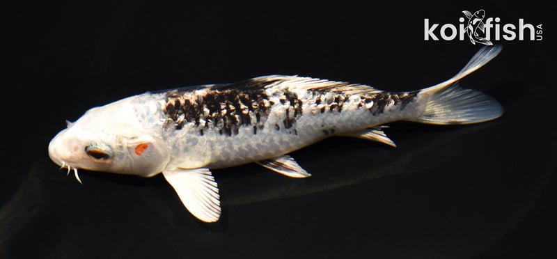 5.75" GINRIN GIN SHIRO BEKKO