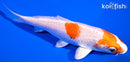 6" HARIWAKE