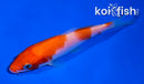 4" KOHAKU