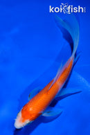5" KOHAKU BUTTERFLY