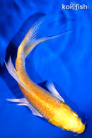 5.5" YAMABUKI OGON BUTTERFLY