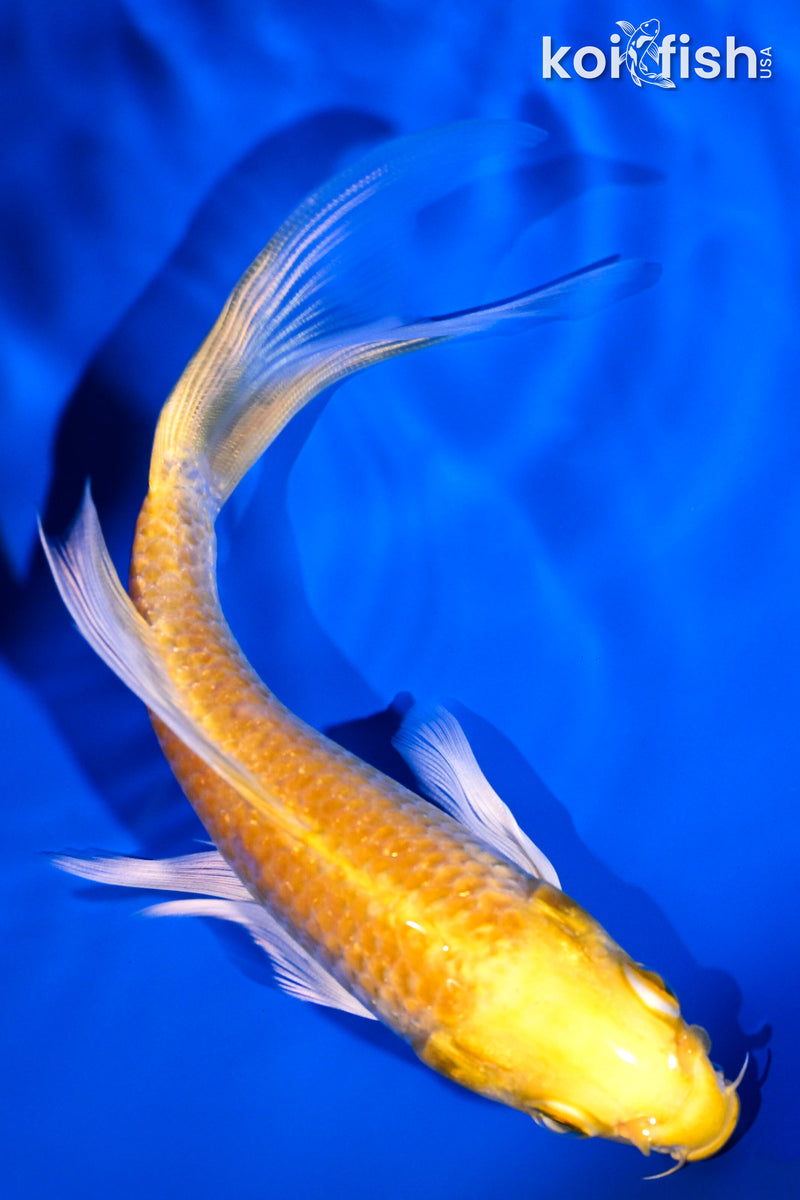 5.5" YAMABUKI OGON BUTTERFLY
