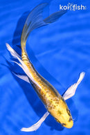 7.25" KIN KIKOKURYU BUTTERFLY