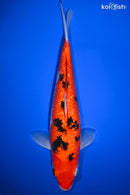 12.25" GINRIN AKA SANKE