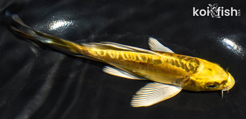 5.5" KIN KIKOKURYU BUTTERFLY