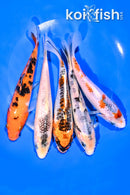 PACK OF (5) 6.25-6.5" STANDARD KOI