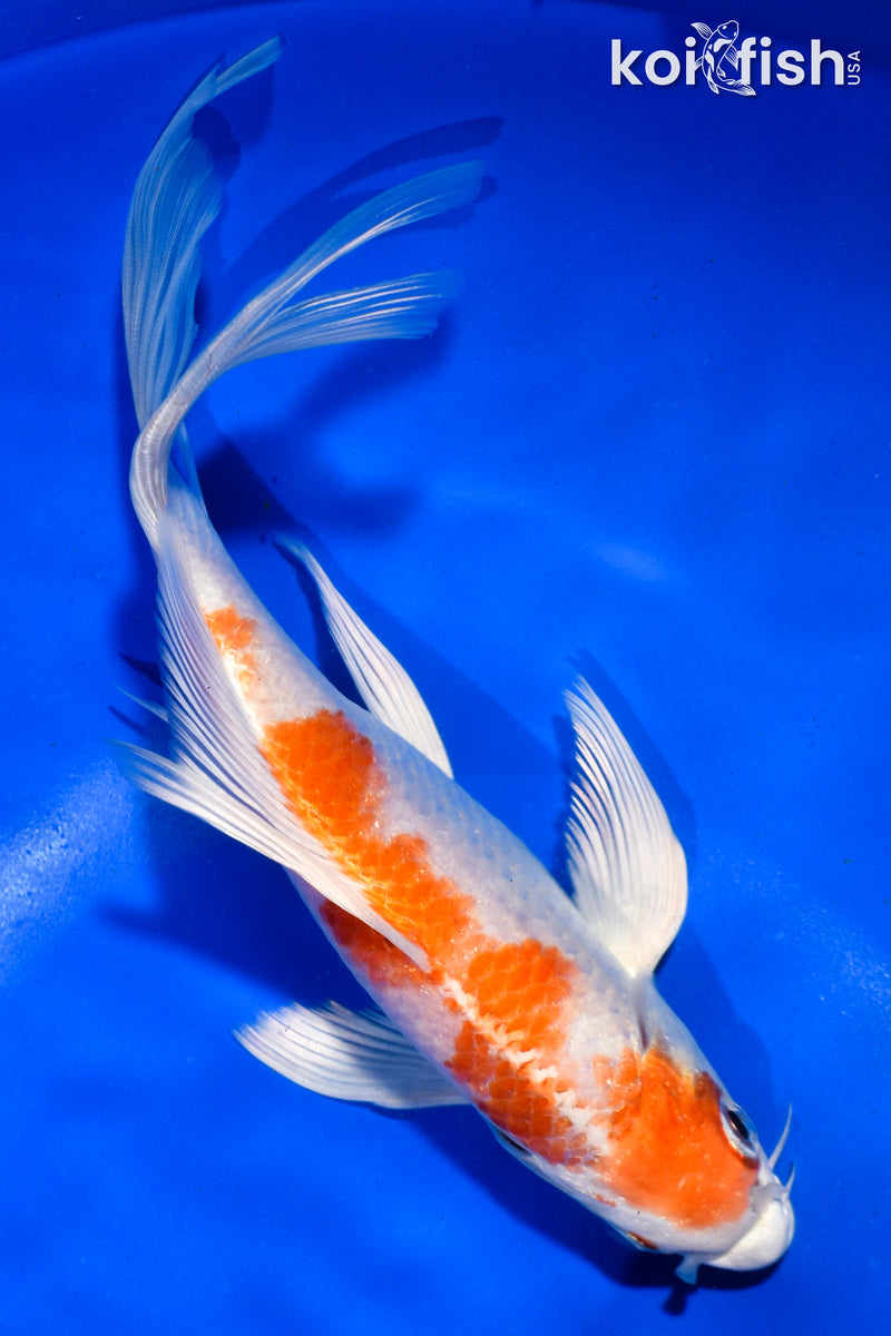 7" HARIWAKE BUTTERFLY