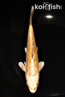 6.75" GINRIN KI BEKKO