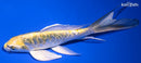 7.75" KIN KIKOKURYU BUTTERFLY