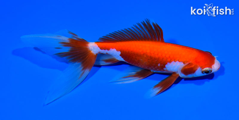 5.75" WAKIN GOLDFISH
