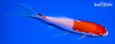 5.75" KOHAKU BUTTERFLY