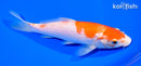 7" KOHAKU