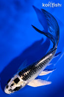 4.75" GIN MATSUBA BUTTERFLY