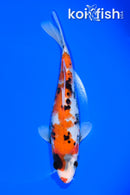7.25" SHOWA