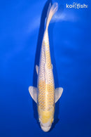 8.75" LEMON HARIWAKE