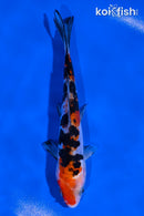 5.5" DOITSU SANKE
