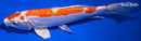 9.25" KIKUSUI