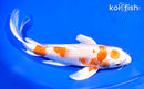 9.25" MARUTEN HARIWAKE BUTTERFLY