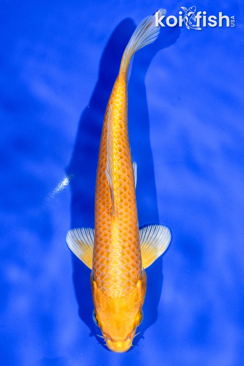6.5" YAMABUKI OGON